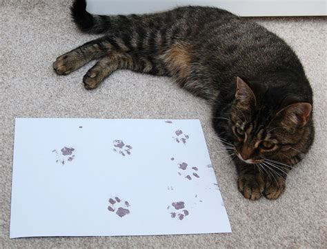 what does a cat paw print look like? what about when a cat is in a trance?