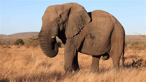 When Elephants Dance: A Deep Dive into the Mystery of Nature’s Grandest Beasts